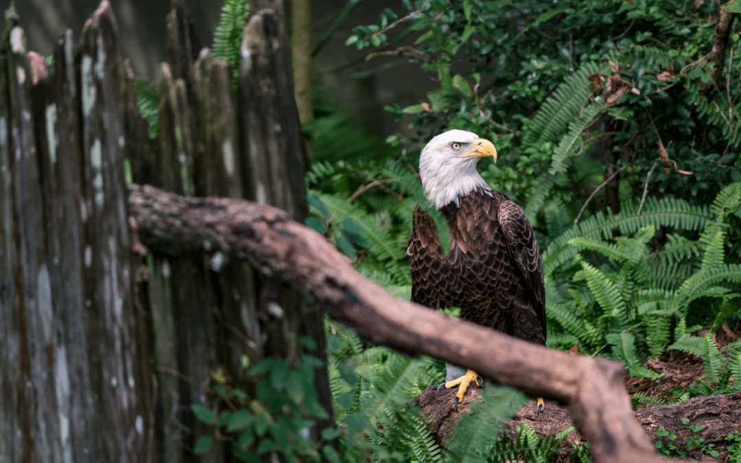 Texas Threatened, Endangered, And Protected Animals | Campfire Collective