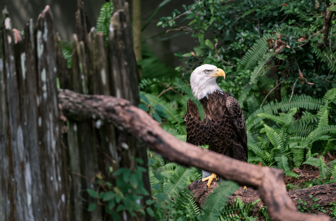 Texas Threatened, Endangered, and Protected Animals | Campfire Collective