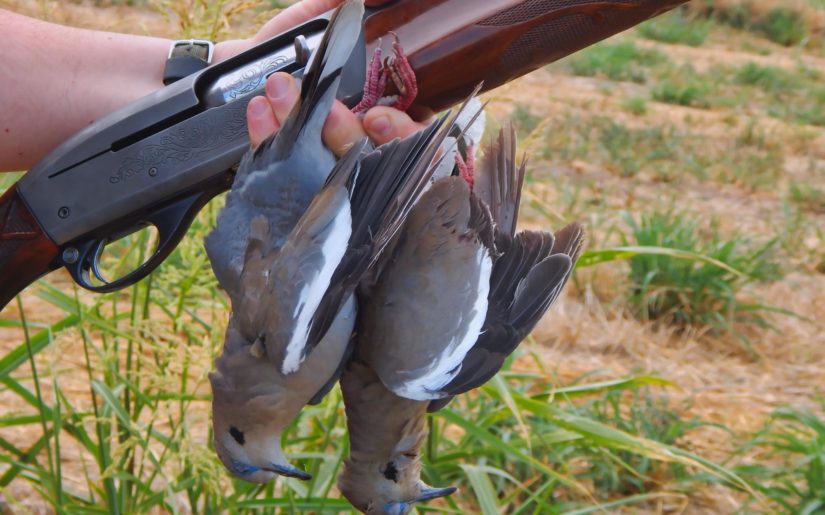 dove hunting gear