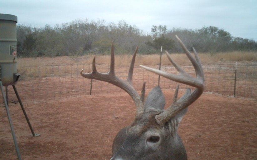 Whitetail buck looking towwards game camera at feed plot in Texas.