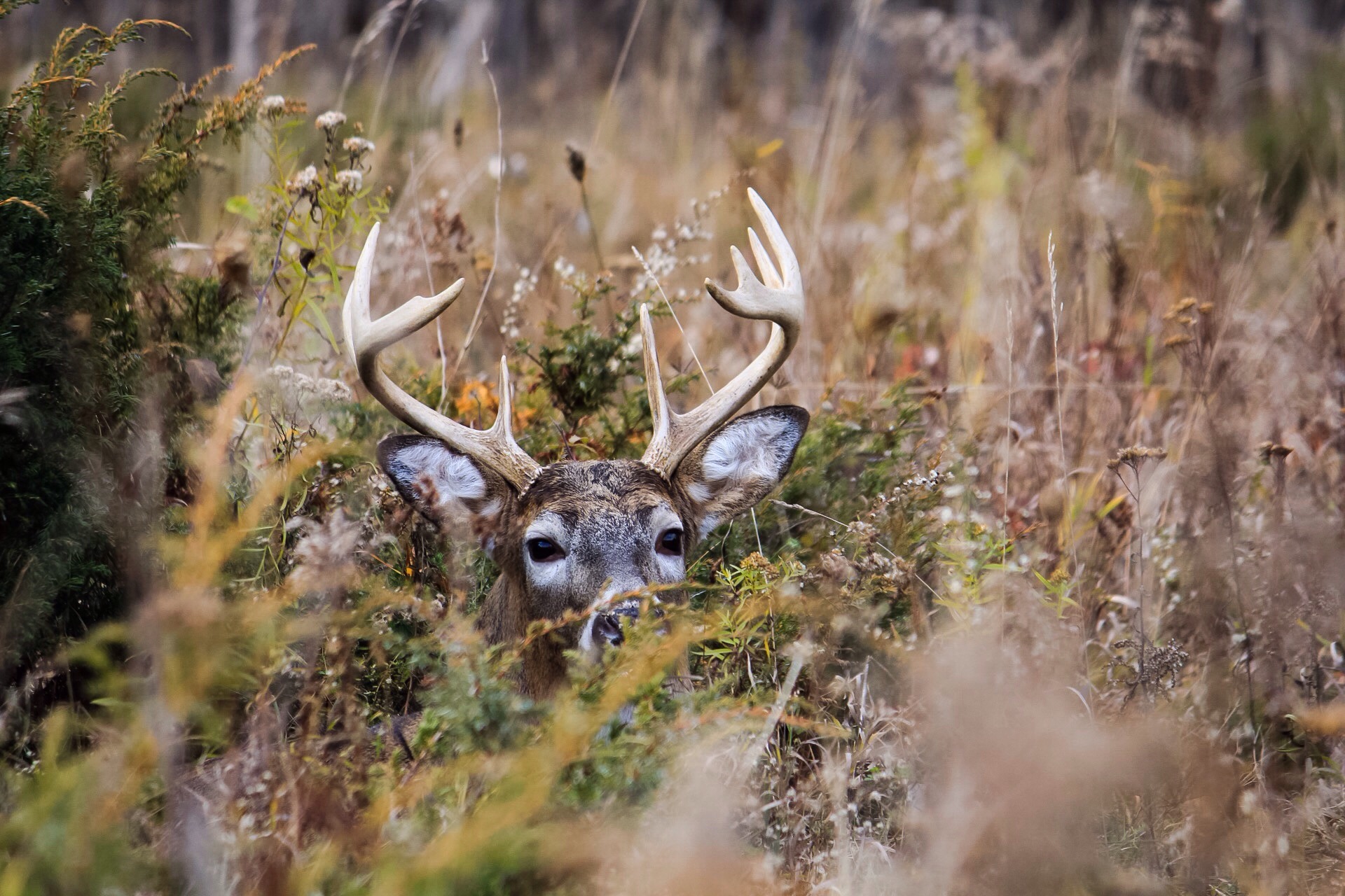 Buck hiding in the field