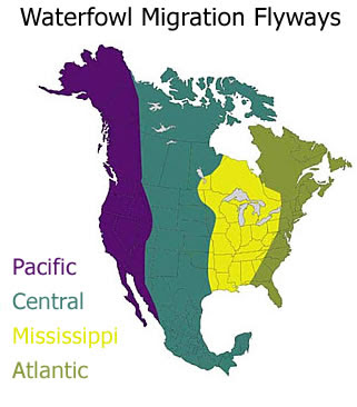Map of US bird migration flyways